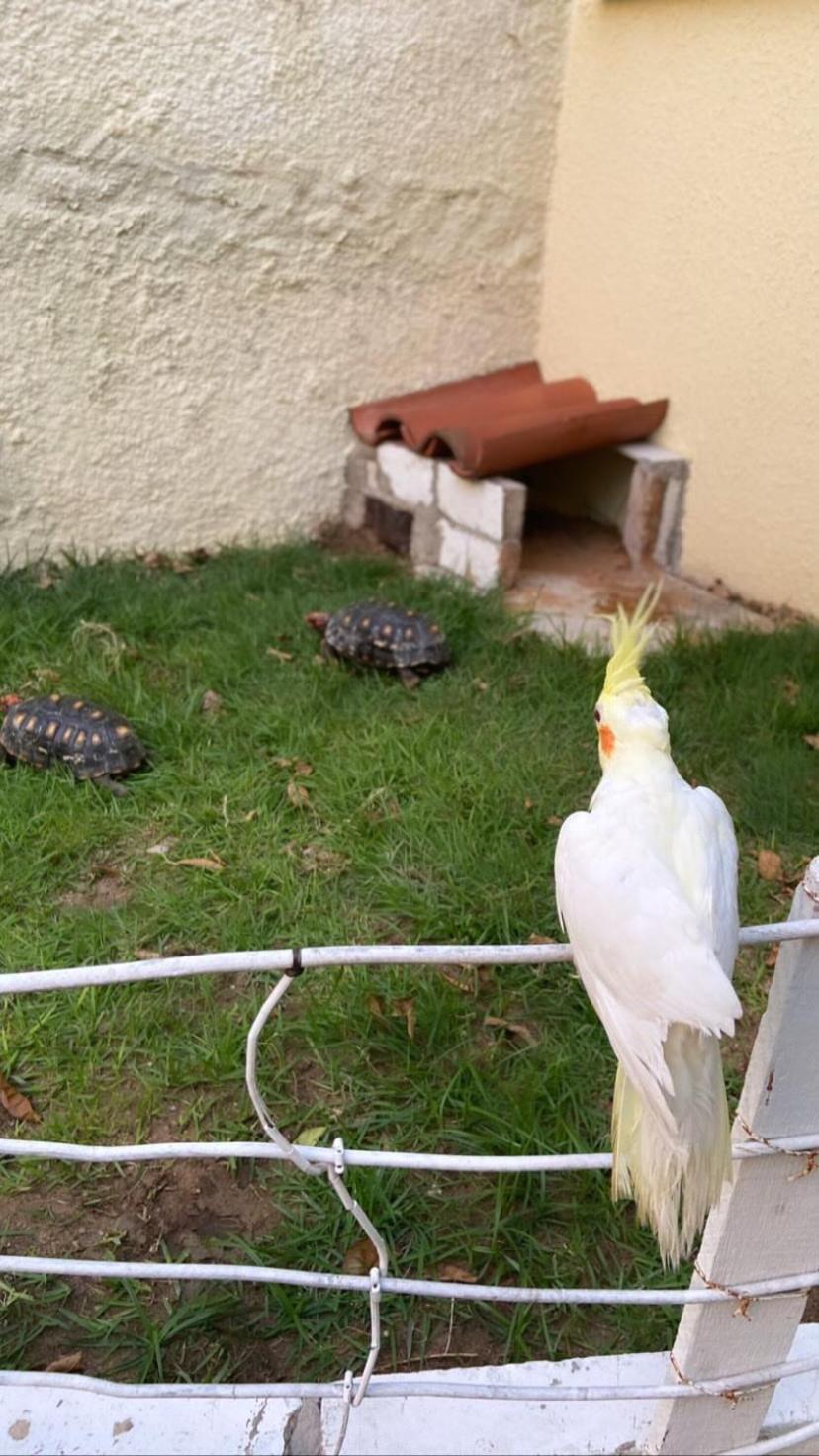 Casa Igor *